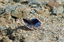 Papillon -Todgarh - Inde